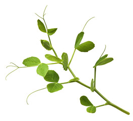 Fresh leaves of Green Peas falling in the air isolated on white background. Food levitation or zero...