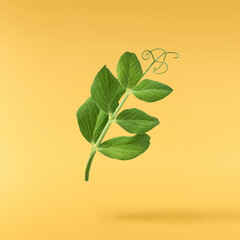 Fresh leaves of Green Peas falling in the air isolated on yellow background. Food levitation or...