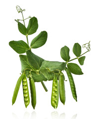Fresh raw ripe Pods of Green Peas falling in the air isolated on white background. Food levitation...