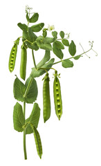 Fresh raw ripe Pods of Green Peas falling in the air isolated on white background. Food levitation...