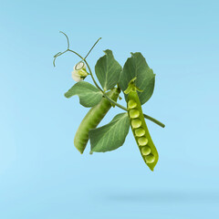 Fresh raw ripe Pods of Green Peas falling in the air isolated on blue background. Food levitation...