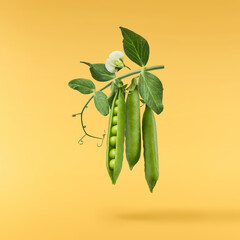 Fresh raw ripe Pods of Green Peas falling in the air isolated on yellow background. Food levitation or zero gravity conception