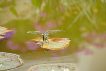 Libellula