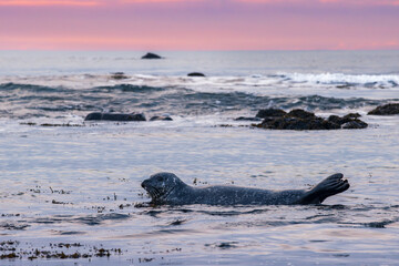 Obraz premium Seals in the beach of Ytri-tunga in Snaefellsnes peninsula (Iceland)
