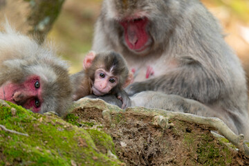Baby Japanese monkey 日本猿の赤ちゃん
