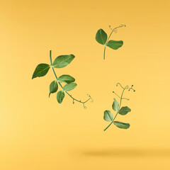Fresh leaves of Green Peas falling in the air isolated on yellow background. Food levitation or...