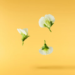 Fresh leaves and flowers of Green Peas falling in the air isolated on yellow background. Food...