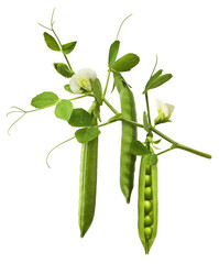 Fresh raw ripe Pods of Green Peas falling in the air isolated on white background. Food levitation...