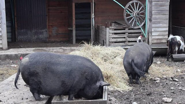 Cochons noirs en train de manger t&ocirc;t le matin