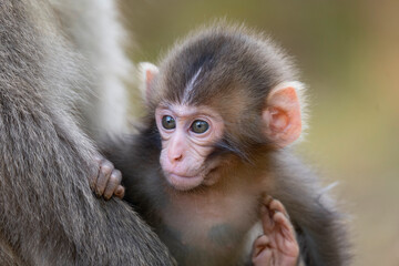 Baby Japanese monkey 日本猿の赤ちゃん

