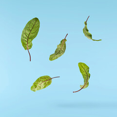 Fresh Red Veined Sorrel leaves or rumex sanguines falling in the air isolated on blue background