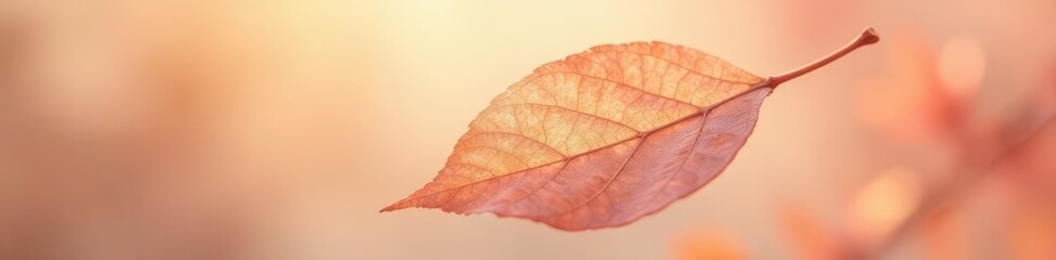 Obraz premium Delicate dried leaf, peach-hued light, serene float , delicate, close-up