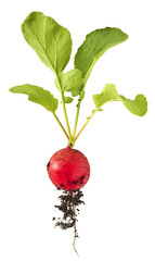 Fresh raw Red Radish with green leaves falling in the air isolated on white backgriund. Food...