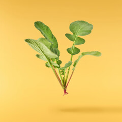 Fresh green Radish leaves falling in the air isolated on yellow backgriund. Food levitation or zero...