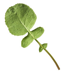 Fresh green Radish leaves falling in the air isolated on white backgriund. Food levitation or zero...