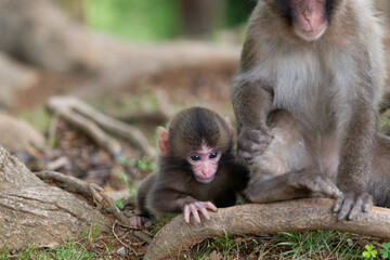 Baby Japanese monkey 日本猿の赤ちゃん