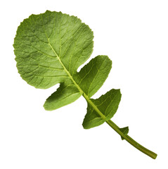 Fresh green Radish leaves falling in the air isolated on white backgriund. Food levitation or zero...