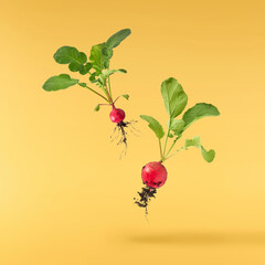 Fresh raw Red Radish with green leaves falling in the air isolated on yellow backgriund. Food...