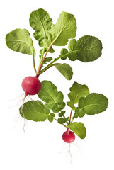 Fresh raw Red Radish with green leaves falling in the air isolated on white backgriund. Food...