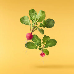 Fresh raw Red Radish with green leaves falling in the air isolated on yellow backgriund. Food...