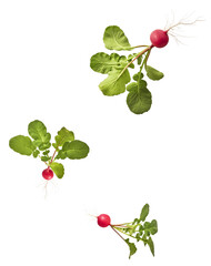 Fresh raw Red Radish with green leaves falling in the air isolated on white backgriund. Food...