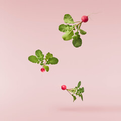 Fresh raw Red Radish with green leaves falling in the air isolated on pink backgriund. Food...