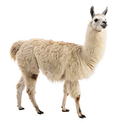 Fototapeta premium Llama isolated on a transparent background