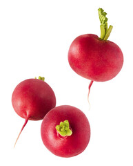 Fresh raw Red Radish with green leaves falling in the air isolated on white backgriund. Food...