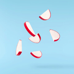 Fresh raw Red Radish with green leaves falling in the air isolated on blue backgriund. Food...