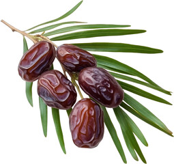Dates on the branch with leaves on a transparent and isolated white background. Generated AI