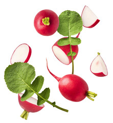 Fresh raw Red Radish with green leaves falling in the air isolated on white backgriund. Food...