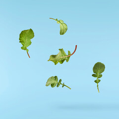 Fresh green Radish leaves falling in the air isolated on blue backgriund. Food levitation or zero...