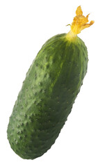 Fresh raw cucumber  falling in the air isolated on white background. Food levitation or zero...