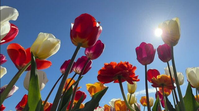 Slow motion movie. Spring bloom of the famous tulip fields in the Netherlands. Beautiful tulip fields in spring  