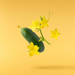 Fresh raw cucumber with beautiful yellow flowers and green leaves falling in the air isolated on...