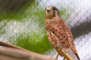 枝にとまり見上げるチョウゲンボウ
American Kestrel Perched on Branch Looking Up