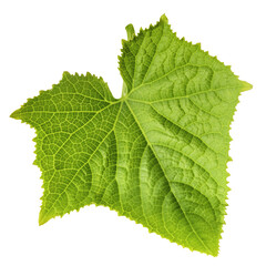 Fresh geen cucumber leaves falling in the air isolated on white background. Food levitation or zero...