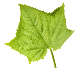 Fresh geen cucumber leaves falling in the air isolated on white background. Food levitation or zero gravity conception