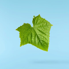 Fresh geen cucumber leaves falling in the air isolated on blue background. Food levitation or zero...