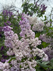 Fototapeta premium Real photo of lilac in the botanical garden in May