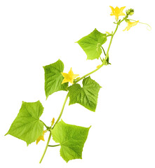 Fresh geen cucumber leaves falling in the air isolated on white background. Food levitation or zero...