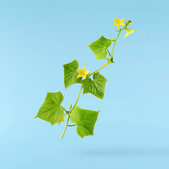 Fresh geen cucumber leaves falling in the air isolated on blue background. Food levitation or zero...