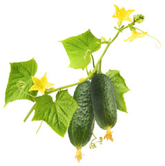 Fresh raw cucumber with beautiful yellow flowers and green leaves falling in the air isolated on...