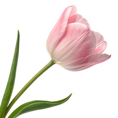 Tulip flower isolated on a transparent background