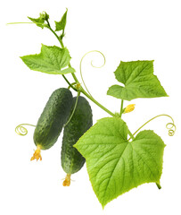 Fresh raw cucumber with beautiful yellow flowers and green leaves falling in the air isolated on white background. Food levitation or zero gravity conception