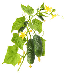 Fresh raw cucumber with beautiful yellow flowers and green leaves falling in the air isolated on...