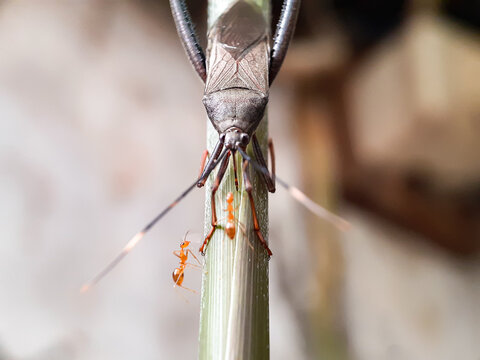 Giant leaf-footed bug, Acanthocephala declivis and ants on leaf stalk.