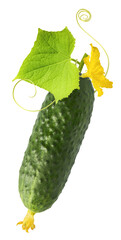 Fresh raw cucumber with beautiful yellow flowers and green leaves falling in the air isolated on white background. Food levitation or zero gravity conception