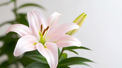 Naklejka premium Delicate pink lily blossom with a closed bud. Green leaves and white background
