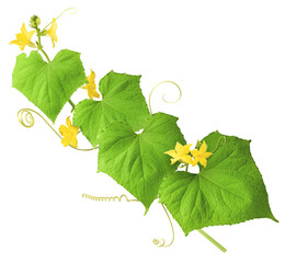Fresh green cucumber  leaves and yellow flowers  falling in the air isolated on white background....